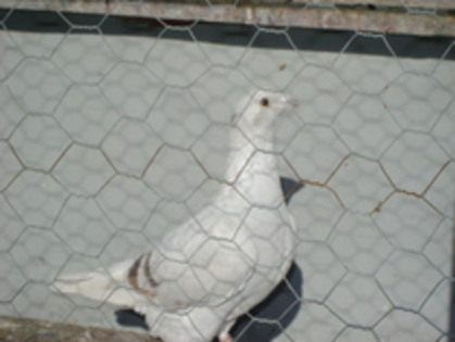 24366724_JKSYSINBS[1] - vinduti