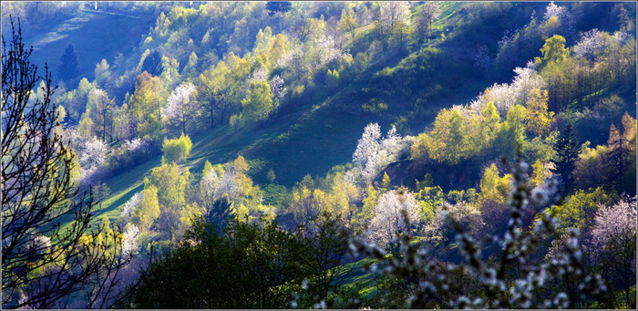 munti in splendoare - Primavara