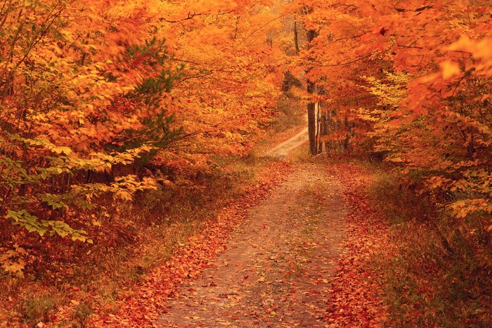 Sunday+Drive+in+New+England