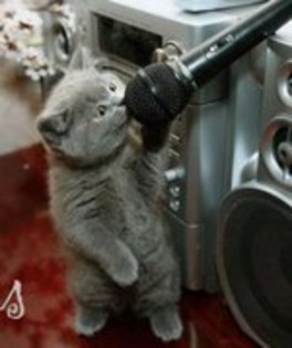 JVJLLKHFMTBTIHLGMKE - pisica cantand la microfon