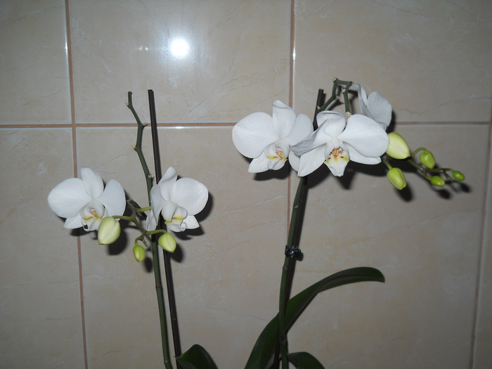 DSCN3090 - 1 orhidee