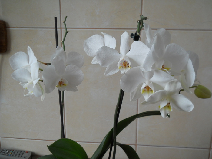 DSCN3220 - 1 orhidee