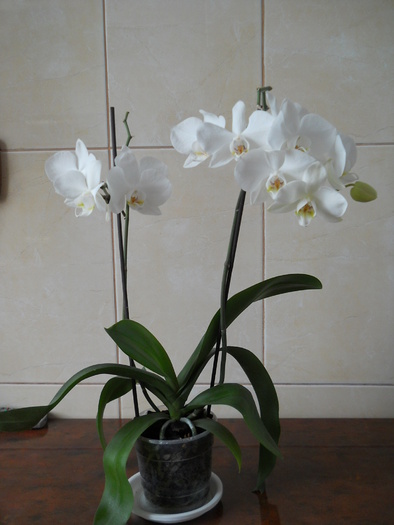 DSCN3222 - 1 orhidee