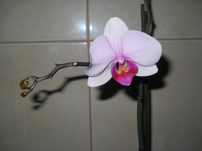 foarte multi bobocei au cazut - 1 orhidee