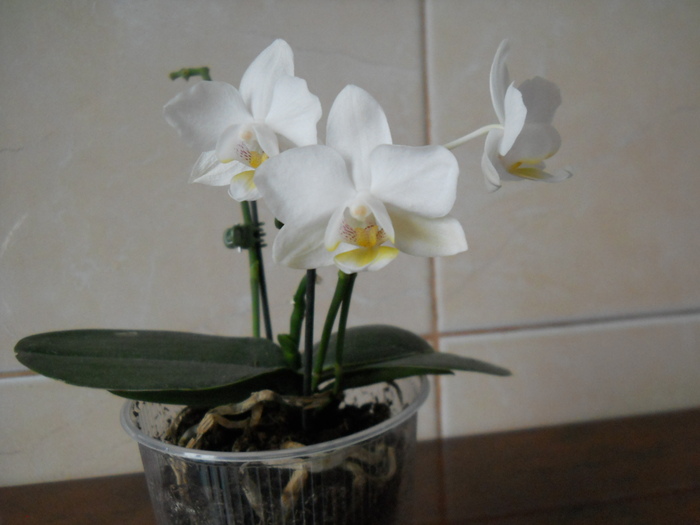 pitica are 3 floricele - 1 orhidee