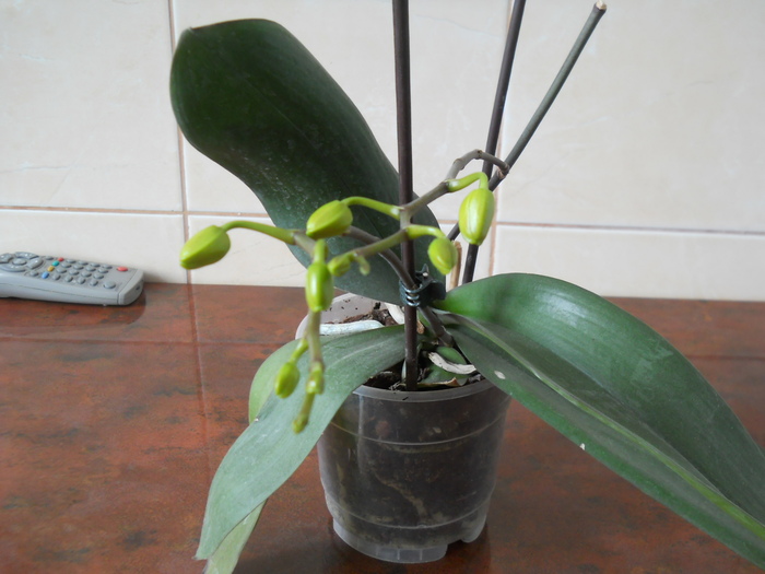 DSCN3175 - 1 orhidee