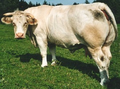 vaca charolais - porci de rasa-pietreni-vaci-tauri