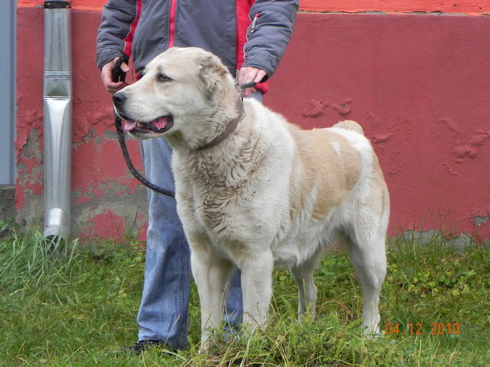 LOONA - z-CATEI vanduti - LOONA CU MURAT