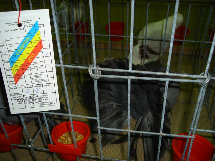 DSC01204 - 201-Expozitie  Brasov  2011