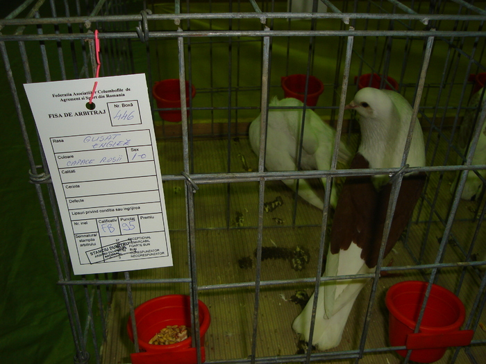 DSC01208 - 201-Expozitie  Brasov  2011