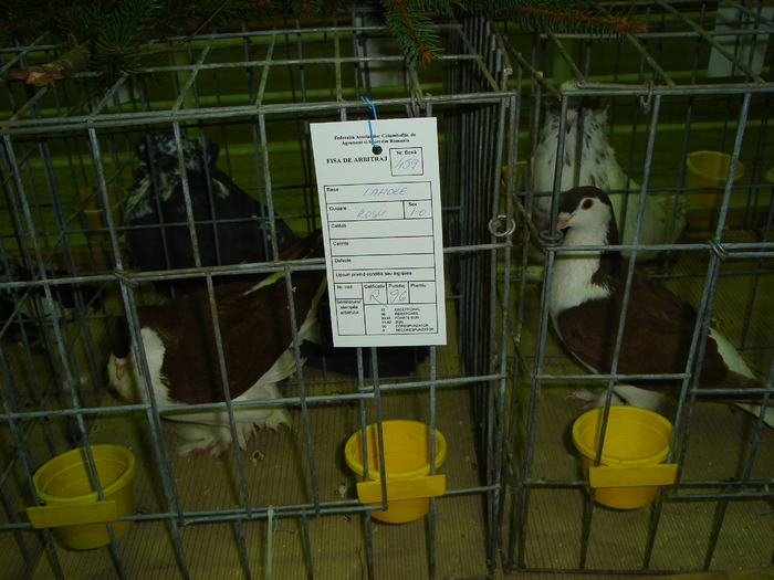 DSC01210 - 201-Expozitie  Brasov  2011