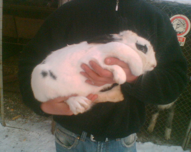 femela 9 luni - iepuri uriasul german