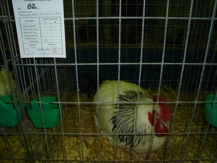 DSC01226 - 201-Expozitie  Brasov  2011