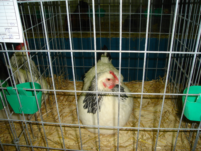 DSC01229 - 201-Expozitie  Brasov  2011