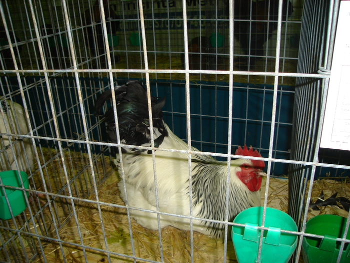 DSC01230 - 201-Expozitie  Brasov  2011