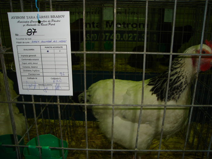 DSC01232 - 201-Expozitie  Brasov  2011