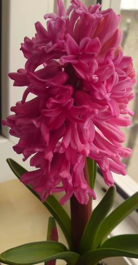 Hyacinthus orientalis 'Amsterdam' - Primule si alte flori de primavara