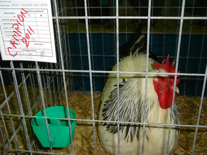 DSC01234 - 201-Expozitie  Brasov  2011
