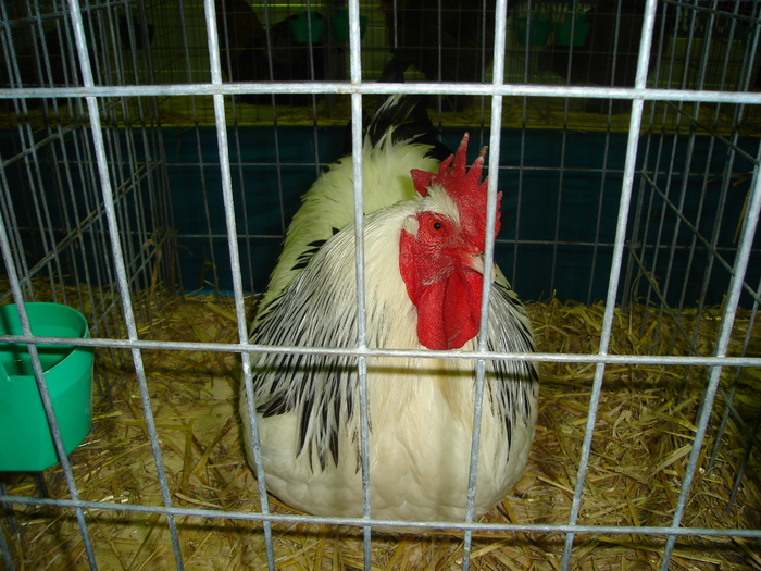 DSC01235 - 201-Expozitie  Brasov  2011