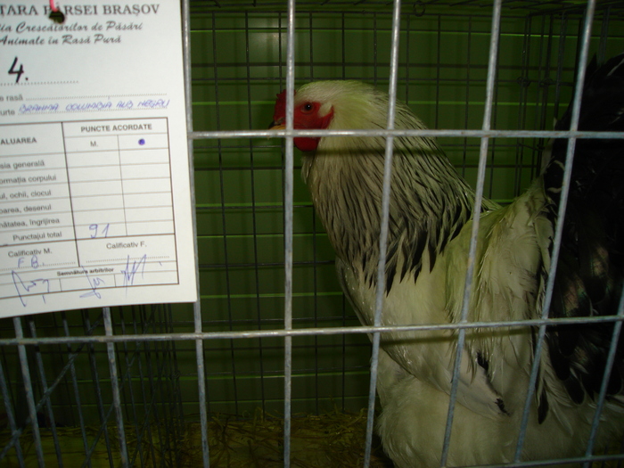 DSC01236 - 201-Expozitie  Brasov  2011