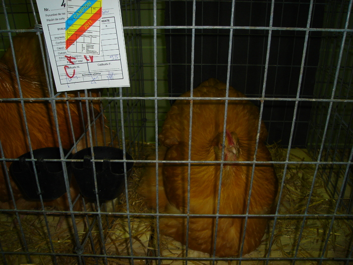 DSC01250 - 201-Expozitie  Brasov  2011