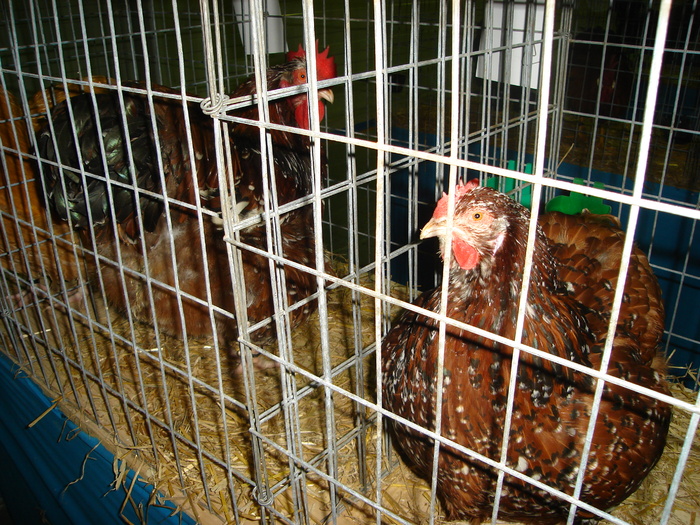 DSC01254 - 201-Expozitie  Brasov  2011