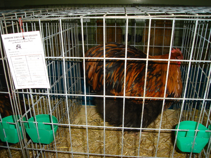 DSC01257 - 201-Expozitie  Brasov  2011