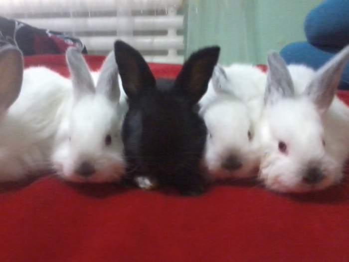 Fotografie1060 - PUI 2011