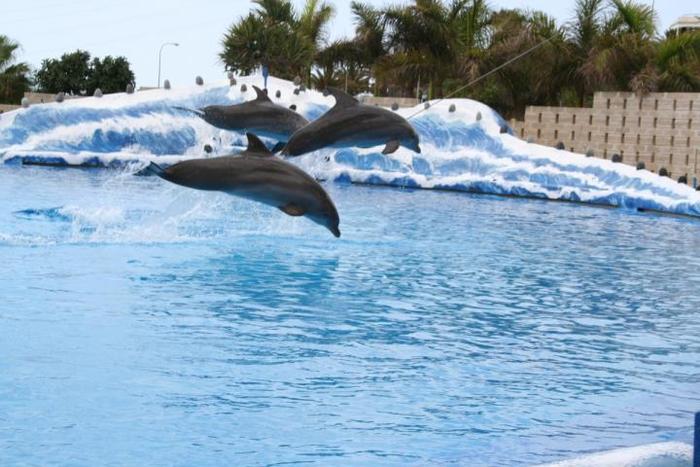 delfin3 - delfini