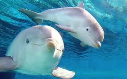 delfini albi