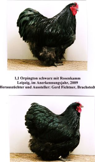 1,1%20Orpington,%20schwarz%20mit%20Rosenkamm2 - Orpington