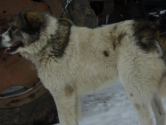 SAM_2336 - CIOBANESC DE BUCOVINA