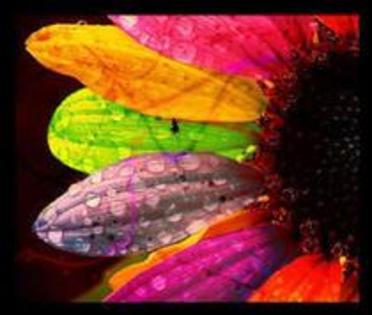 22557497_XOZUHDGGD - Color of life