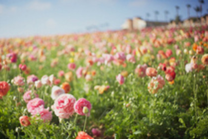22557551_XJGOHHJYG - Color of life