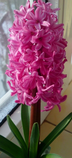 Hyacinthus orientalis Amsterdam - Primule si alte flori de primavara