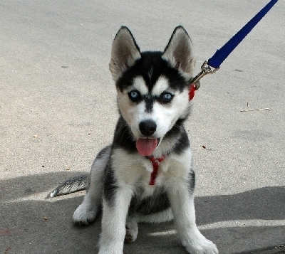 Frumuseţe - Husky