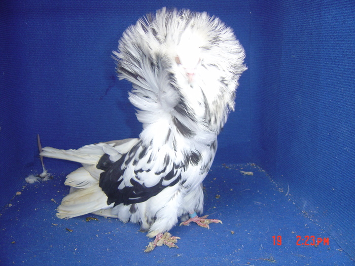M 2007 - gulerati2011