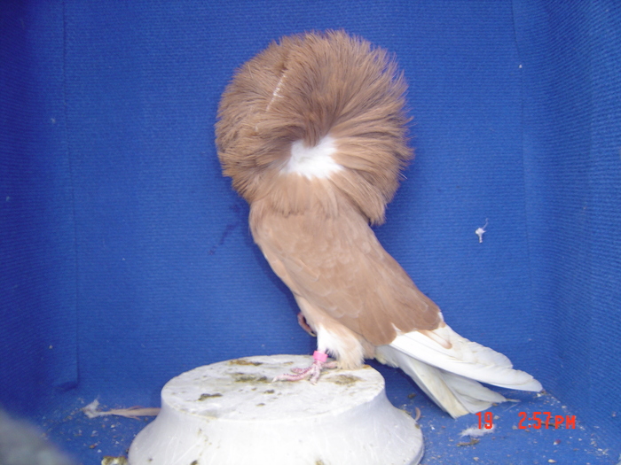  - gulerati2011