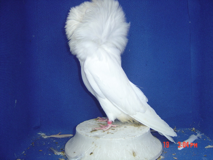  - gulerati2011