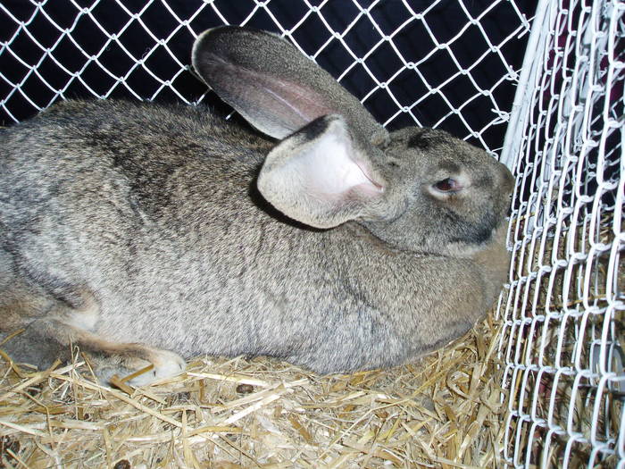 P1010370 - EXPO BRASOV 2011