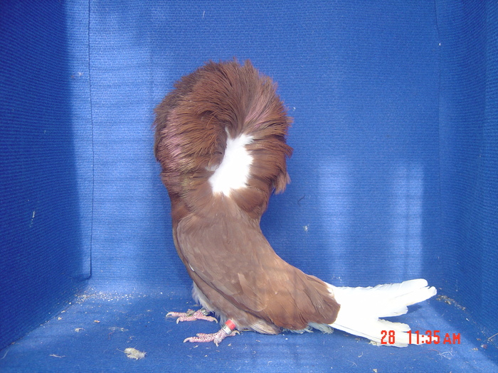  - gulerati2011
