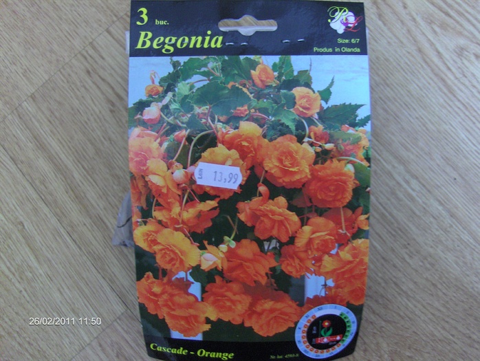begonie orange
