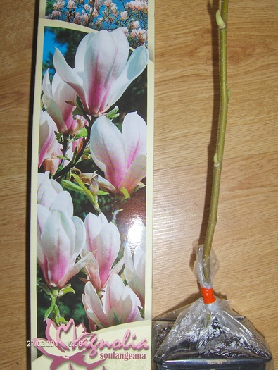magnolie, ok - ACHIZITII 2011