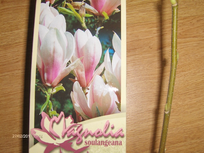 magnolie-detaliu - ACHIZITII 2011
