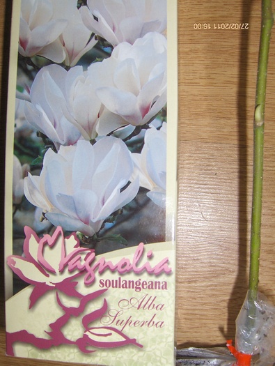 magnolie alba superba, ok - ACHIZITII 2011