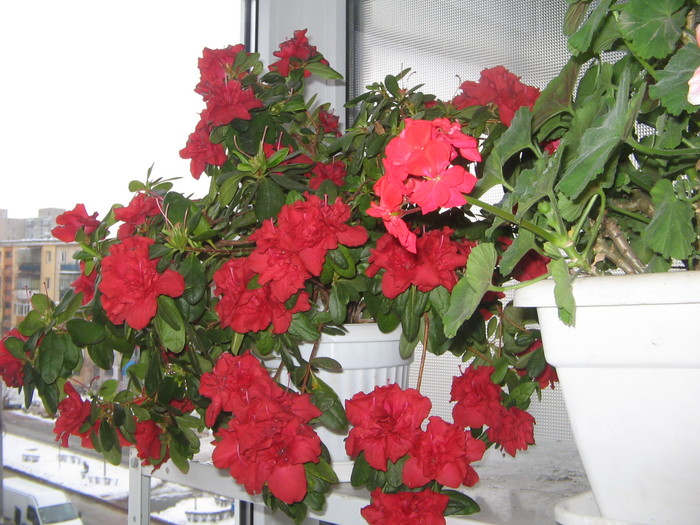 27.02.2011 - a Flori 2011