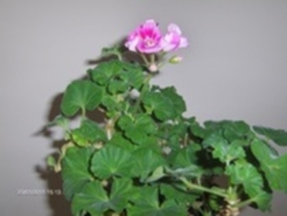 MUSCATA de la Popescu