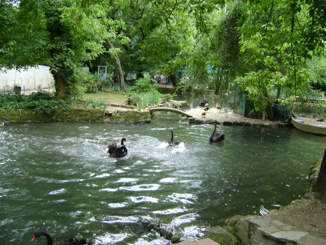 DSC02314 - PARCUL CISMIGIU