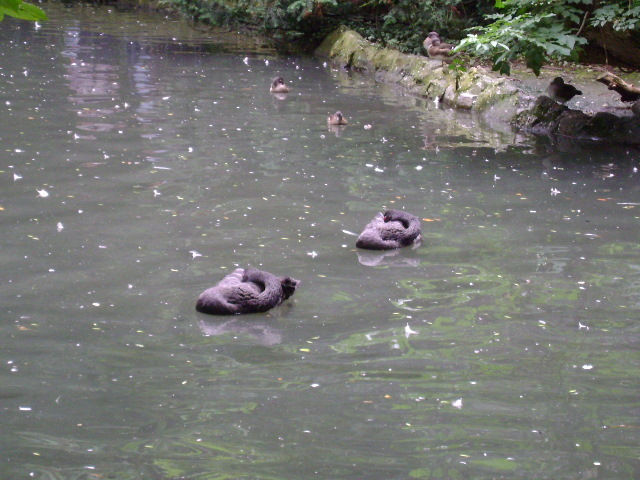 DSC02317 - PARCUL CISMIGIU