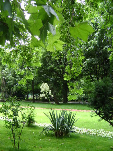 DSC02342 - PARCUL CISMIGIU